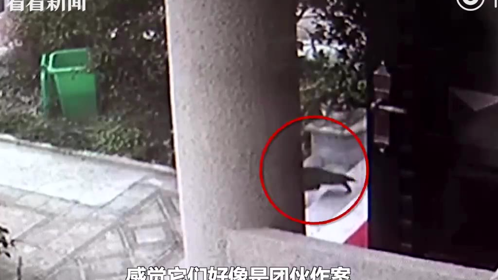 猪肉放家门口不翼而飞!失主发现真相后笑了:还是团伙作案
